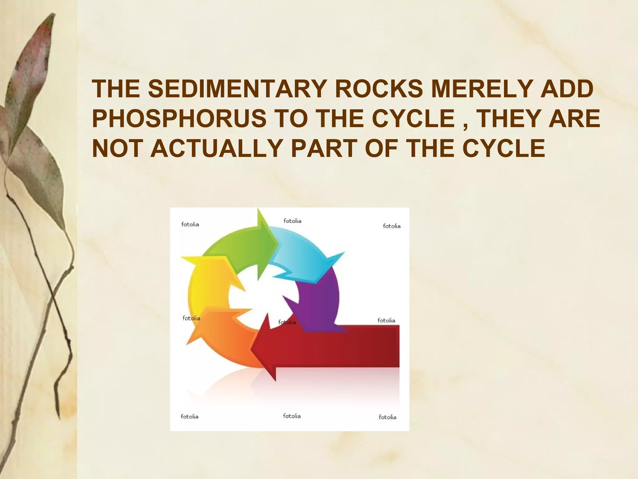 THE SEDIMENTARY ROCKS MERELY ADD
PHOSPHORUS TO THE CYCLE , THEY ARE
NOT ACTUALLY PART OF THE CYCLE

 
