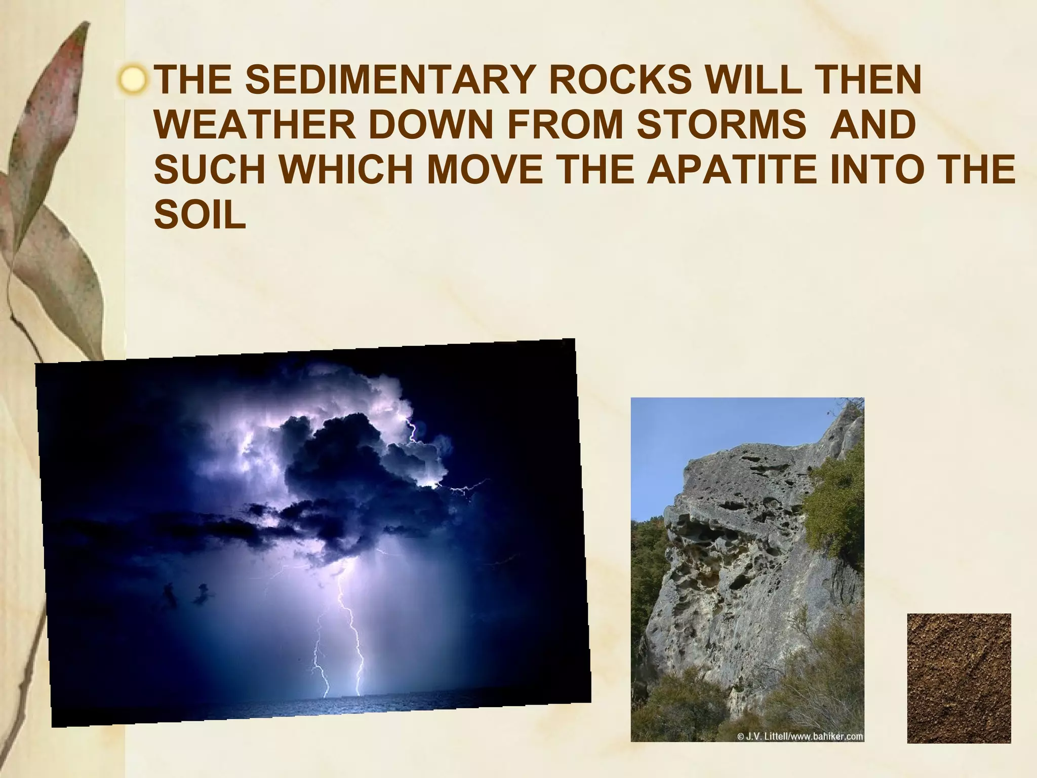THE SEDIMENTARY ROCKS WILL THEN
WEATHER DOWN FROM STORMS AND
SUCH WHICH MOVE THE APATITE INTO THE
SOIL

 