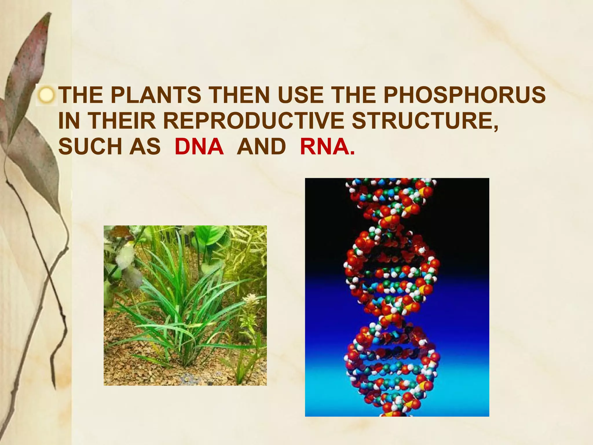 THE PLANTS THEN USE THE PHOSPHORUS
IN THEIR REPRODUCTIVE STRUCTURE,
SUCH AS DNA AND RNA.

 