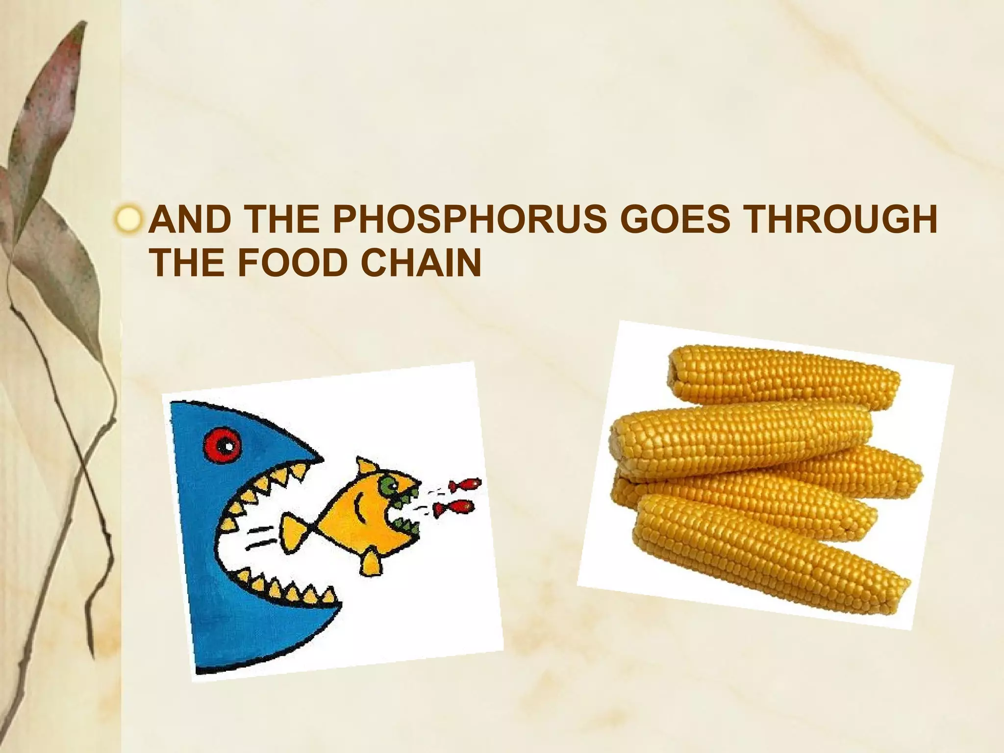 AND THE PHOSPHORUS GOES THROUGH
THE FOOD CHAIN

 