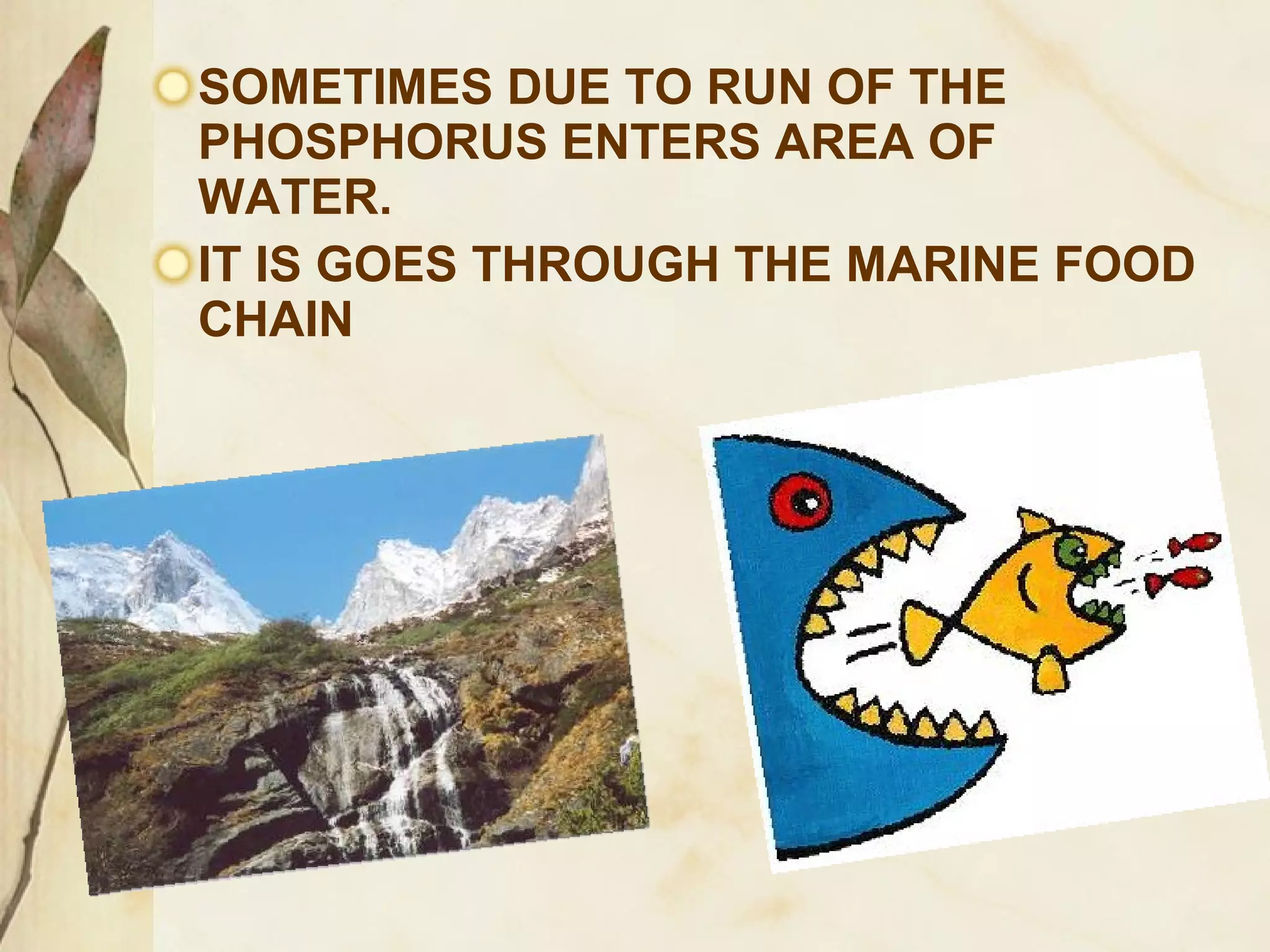SOMETIMES DUE TO RUN OF THE
PHOSPHORUS ENTERS AREA OF
WATER.
IT IS GOES THROUGH THE MARINE FOOD
CHAIN

 