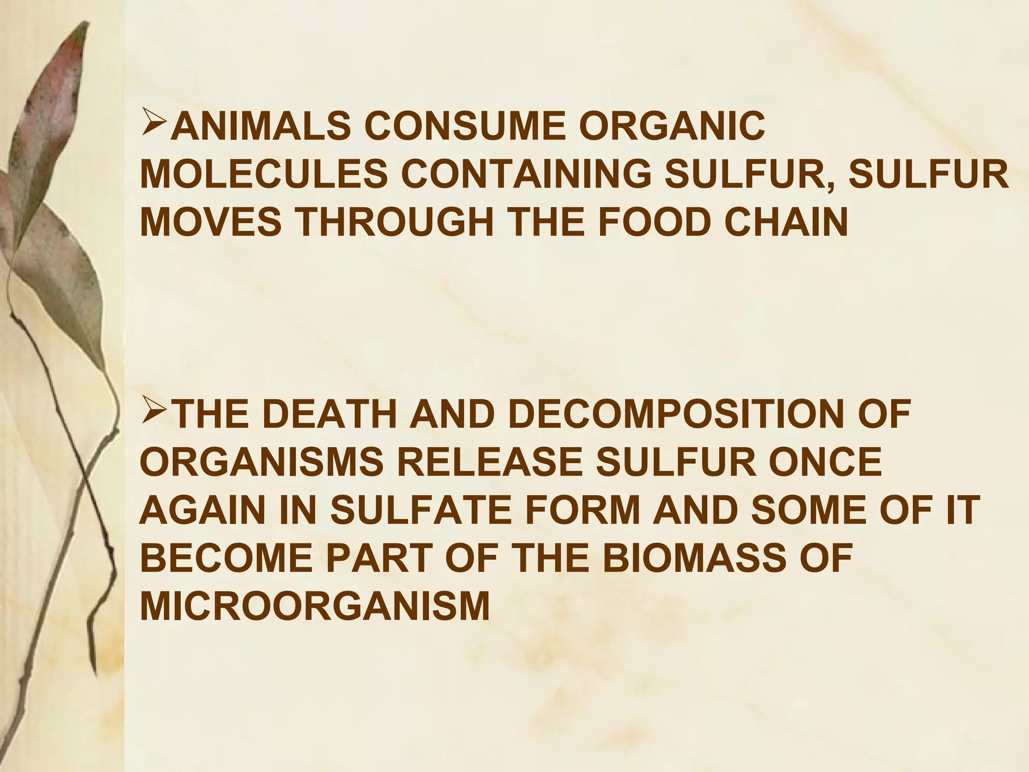 ANIMALS CONSUME ORGANIC
MOLECULES CONTAINING SULFUR, SULFUR
MOVES THROUGH THE FOOD CHAIN

THE DEATH AND DECOMPOSITION OF
ORGANISMS RELEASE SULFUR ONCE
AGAIN IN SULFATE FORM AND SOME OF IT
BECOME PART OF THE BIOMASS OF
MICROORGANISM

 