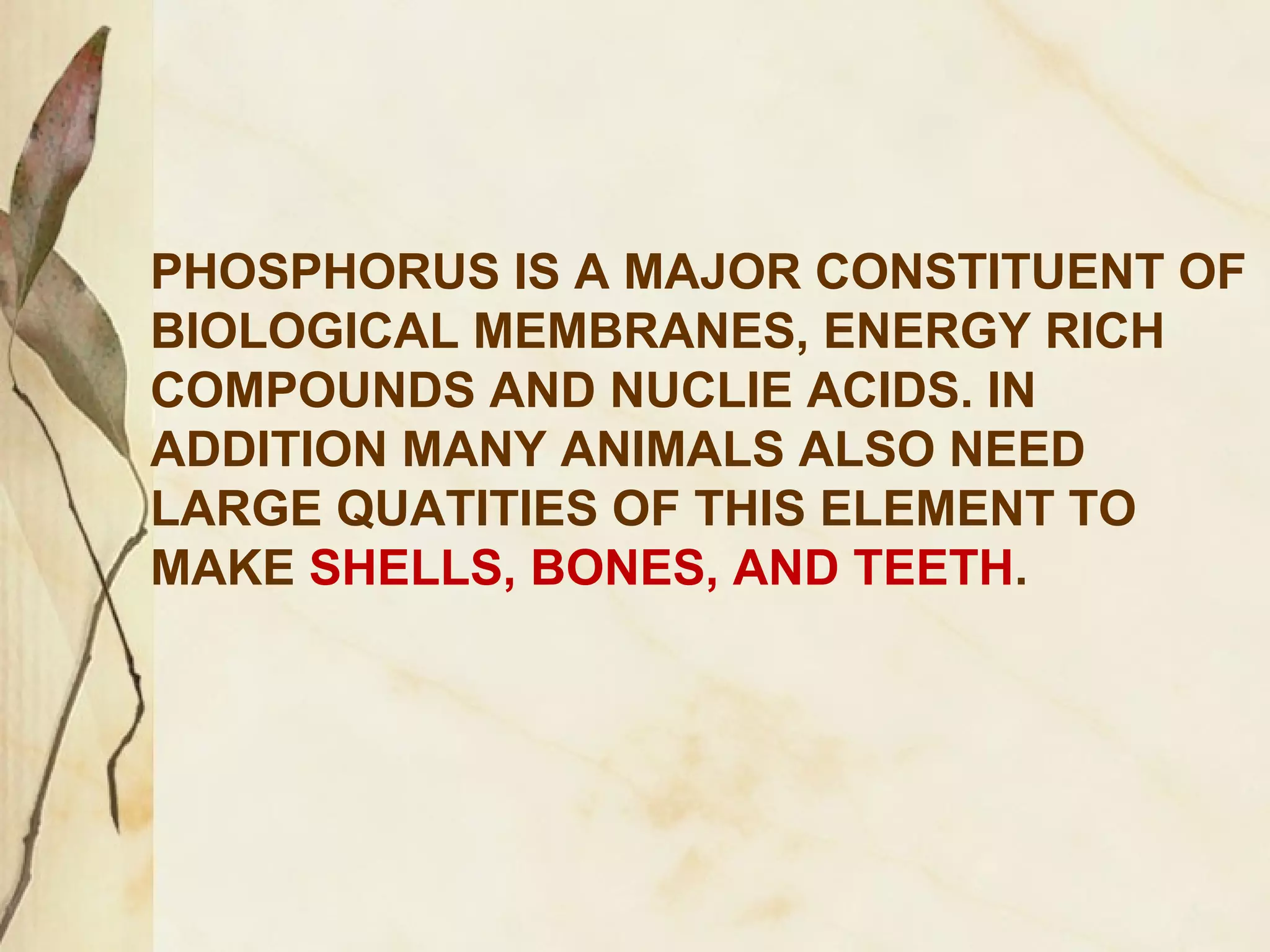 PHOSPHORUS IS A MAJOR CONSTITUENT OF
BIOLOGICAL MEMBRANES, ENERGY RICH
COMPOUNDS AND NUCLIE ACIDS. IN
ADDITION MANY ANIMALS ALSO NEED
LARGE QUATITIES OF THIS ELEMENT TO
MAKE SHELLS, BONES, AND TEETH.

 