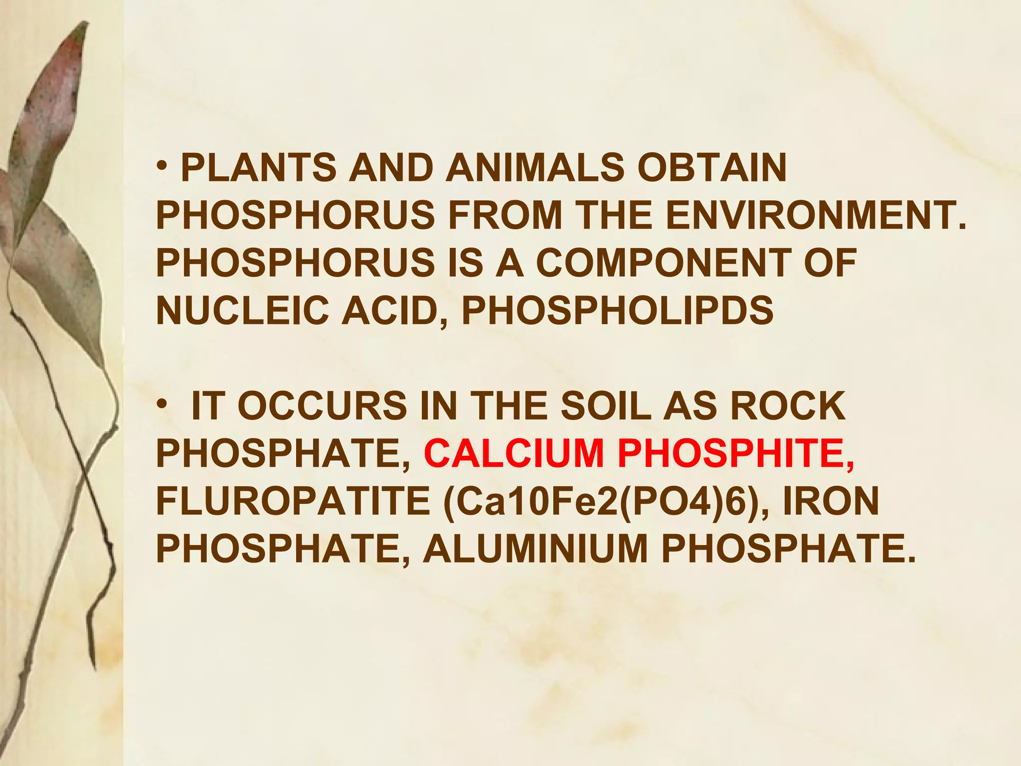 • PLANTS AND ANIMALS OBTAIN
PHOSPHORUS FROM THE ENVIRONMENT.
PHOSPHORUS IS A COMPONENT OF
NUCLEIC ACID, PHOSPHOLIPDS
• IT OCCURS IN THE SOIL AS ROCK
PHOSPHATE, CALCIUM PHOSPHITE,
FLUROPATITE (Ca10Fe2(PO4)6), IRON
PHOSPHATE, ALUMINIUM PHOSPHATE.

 