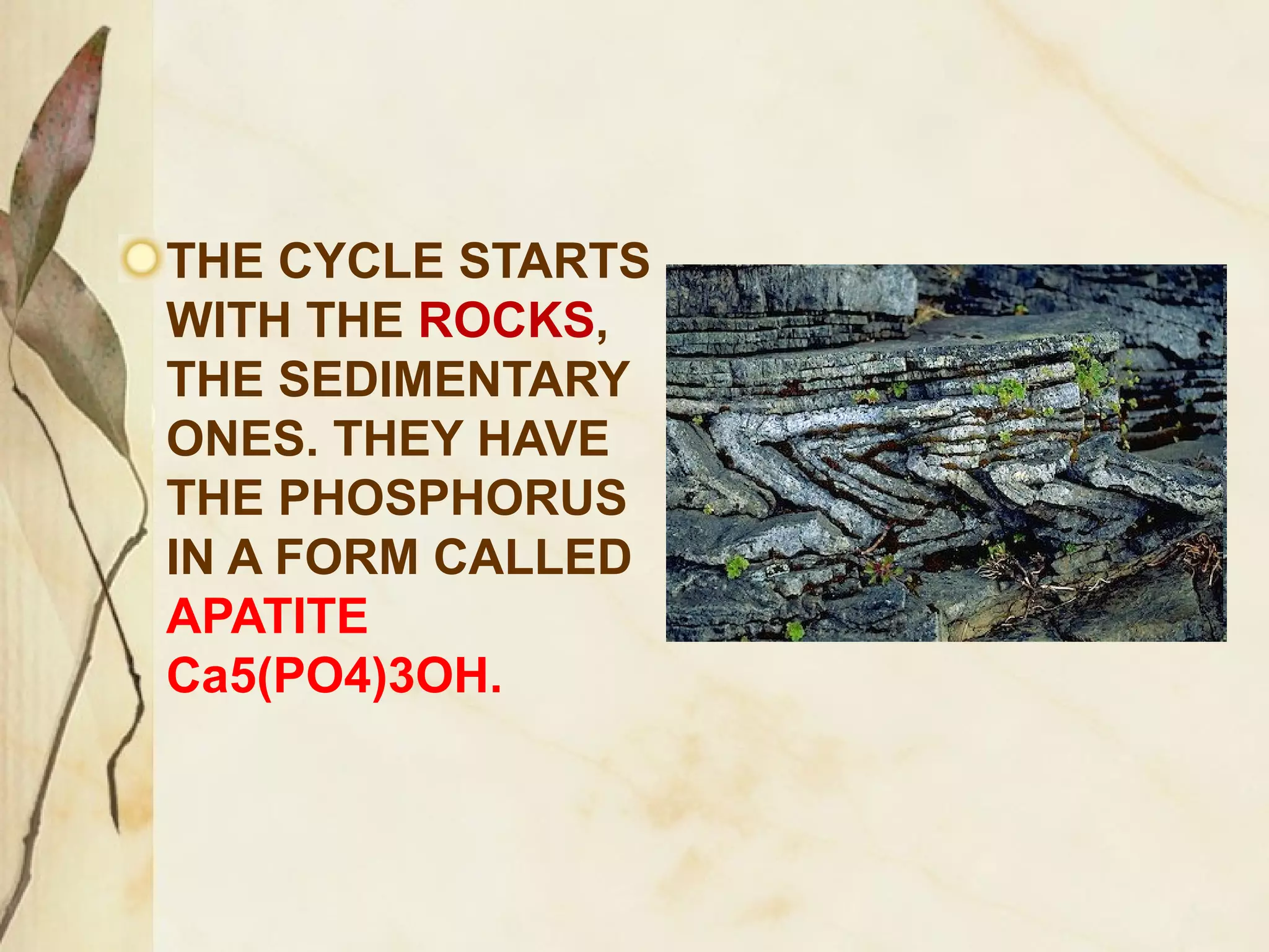 THE CYCLE STARTS
WITH THE ROCKS,
THE SEDIMENTARY
ONES. THEY HAVE
THE PHOSPHORUS
IN A FORM CALLED
APATITE
Ca5(PO4)3OH.

 