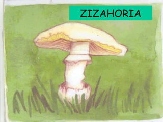 ZIZAHORIA