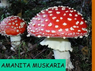 AMANITA MUSKARIA