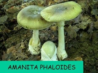AMANITA PHALOIDES