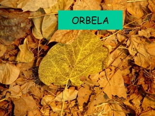 ORBELA
