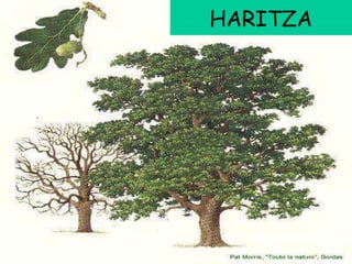 HARITZA