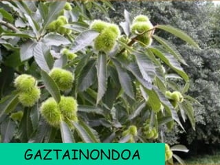GAZTAINONDOA