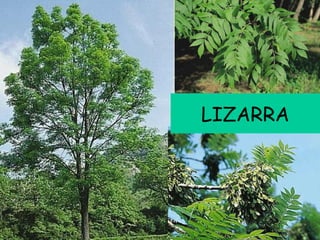 LIZARRA