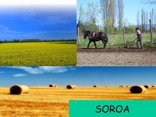 SOROA