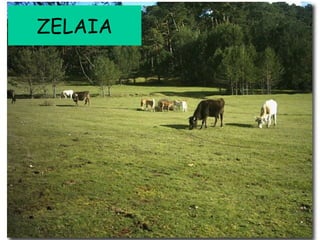 ZELAIA