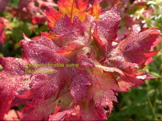 Eskuratu hostoa xume
bezain eder…
 