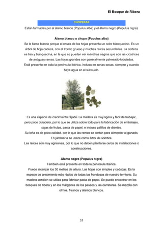 El Bosque de Ribera


                                     CHOPERAS

Están formadas por el álamo blanco (Populus alba) y el álamo negro (Populus nigra).


                      Álamo blanco o chopo (Populus alba)
Se le llama blanco porque el envés de las hojas presenta un color blanquecino. Es un
árbol de hoja caduca, con el tronco grueso y muchas raíces secundarias. La corteza
es lisa y blanquecina, en la que se pueden ver manchas negras que son las cicatrices
   de antiguas ramas. Las hojas grandes son generalmente palmeado-lobuladas.
Está presente en toda la península Ibérica, incluso en zonas secas, siempre y cuando
                             haya agua en el subsuelo.




 Es una especie de crecimiento rápido. La madera es muy ligera y fácil de trabajar,
pero poco duradera, por lo que se utiliza sobre todo para la fabricación de embalajes,
            cajas de frutas, pasta de papel, e incluso palillos de dientes.
Su leña es de poca calidad, por lo que las ramas se cortan para alimentar al ganado.
                   En jardinería se utiliza como árbol de sombra.
Las raíces son muy agresivas, por lo que no deben plantarse cerca de instalaciones o
                                   construcciones.


                           Álamo negro (Populus nigra)
                También está presente en toda la península Ibérica.
   Puede alcanzar los 30 metros de altura. Las hojas son simples y caducas. Es la
 especie de crecimiento más rápido de todas las frondosas de nuestro territorio. Su
 madera también se utiliza para fabricar pasta de papel. Se puede encontrar en los
 bosques de ribera y en los márgenes de los paseos y las carreteras. Se mezcla con
                          olmos, fresnos y álamos blancos.




                                          35
 