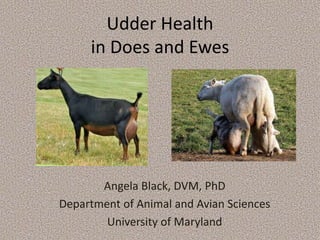 Udder Health
in Does and Ewes
Angela Black, DVM, PhD
Department of Animal and Avian Sciences
University of Maryland
 