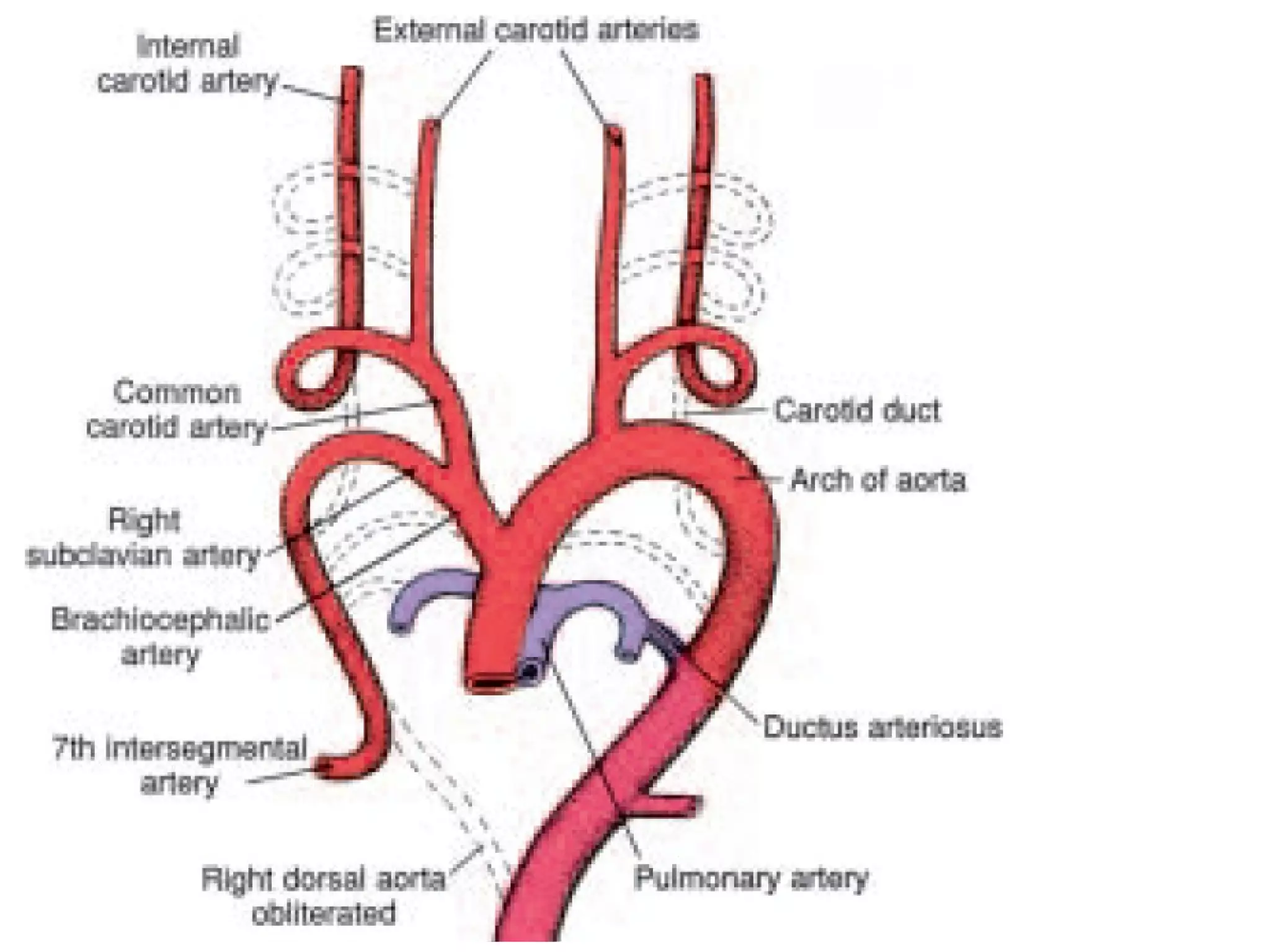 Development of arterial system | PPT