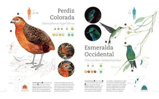 Perdiz Colorada Una guia-de-aves-del Valle del Cauca web-final.pdf