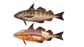 parts del peix