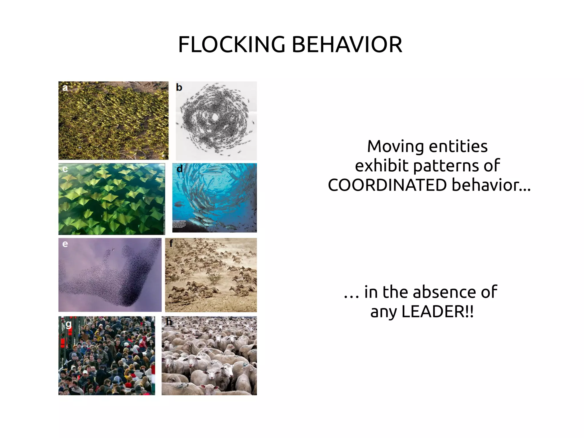 FLOCKING BEHAVIOR
Moving entities
exhibit patterns of
COORDINATED behavior...
… in the absence of
any LEADER!!
 