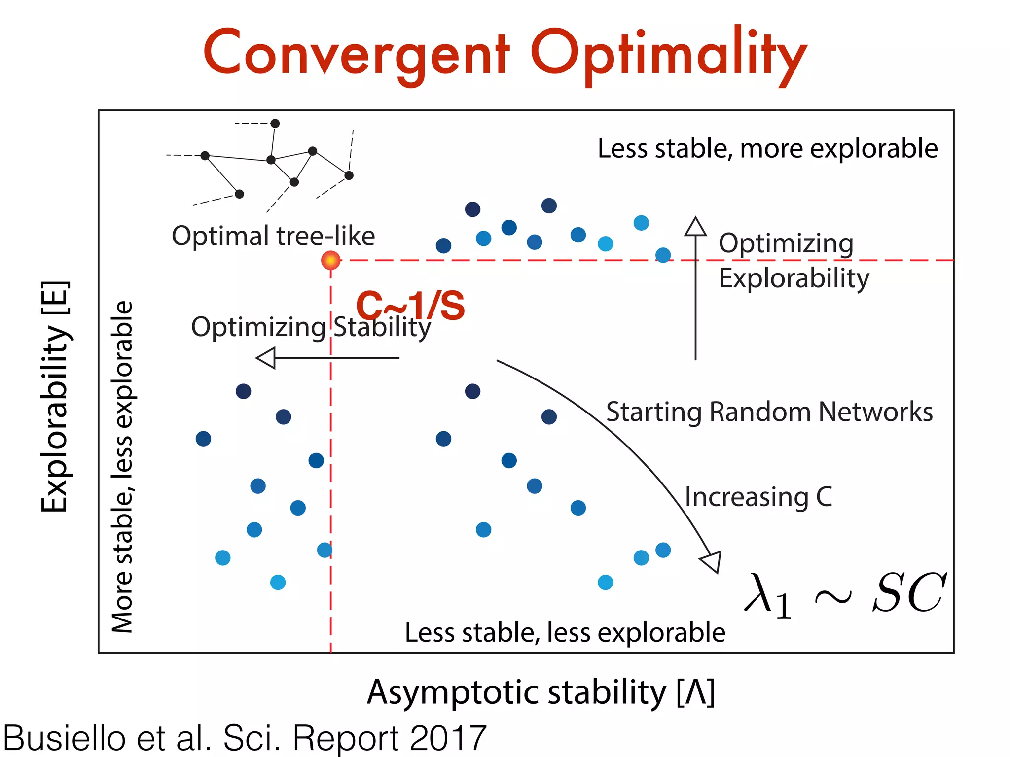 1 ⇠ SC
Explorability[E]
Asymptotic stability [Λ]
Morestable,lessexplorable
Less stable, less explorable
Less stable, more explorable
Optimizing
Explorability
Optimizing Stability
Starting Random Networks
Increasing C
Optimal tree-like
Convergent Optimality
C~1/S
Busiello et al. Sci. Report 2017
 