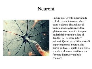 Neuroni
I neuroni afferenti innervano le
cellule ciliate interne cocleari
tramite alcune sinapsi in cui
tramite il neuro t...