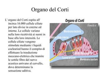 Organo del Corti
L' organo del Corti ospita all'
incirca 16.000 cellule ciliate
per lato divise in esterne ed
interne. Le ...