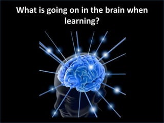 What is going on in the brain when
            learning?
 