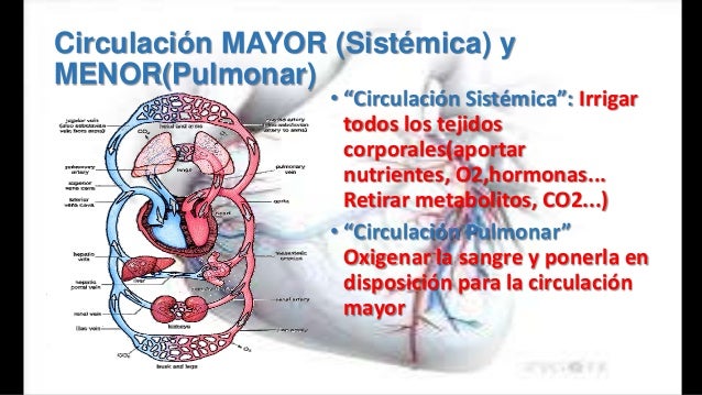 Udlap sistema circulatorio