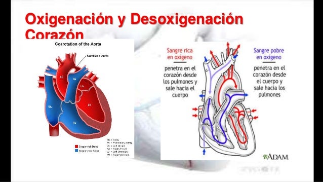 Udlap sistema circulatorio