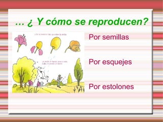 ¿ Cómo se clasifican? Las plantas con flores  Pueden ser  Las plantas sin flores Pueden ser 