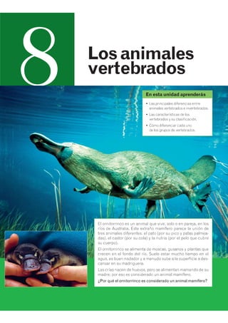UD Los animales vertebrados e Invertebrados.pdf