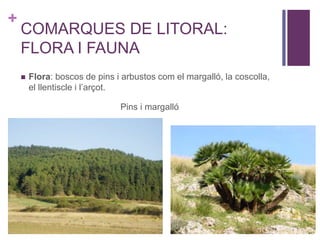 +
COMARQUES DE LITORAL:
FLORA I FAUNA
 Flora: boscos de pins i arbustos com el margalló, la coscolla,
el llentiscle i l’arçot.
Pins i margalló
 