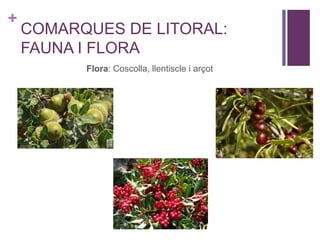 +
COMARQUES DE LITORAL:
FAUNA I FLORA
Flora: Coscolla, llentiscle i arçot
 