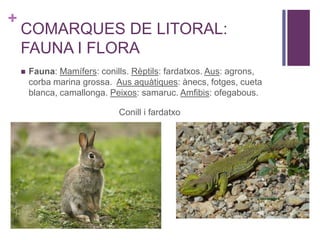 +
COMARQUES DE LITORAL:
FAUNA I FLORA
 Fauna: Mamífers: conills. Rèptils: fardatxos. Aus: agrons,
corba marina grossa. Aus aquàtiques: ànecs, fotges, cueta
blanca, camallonga. Peixos: samaruc. Amfibis: ofegabous.
Conill i fardatxo
 