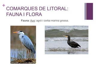 +
COMARQUES DE LITORAL:
FAUNA I FLORA
Fauna: Aus: agró i corba marina grossa.
 