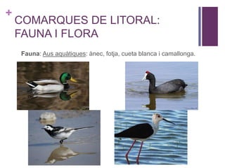 +
COMARQUES DE LITORAL:
FAUNA I FLORA
Fauna: Aus aquàtiques: ànec, fotja, cueta blanca i camallonga.
 