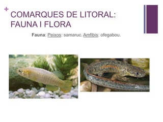 +
COMARQUES DE LITORAL:
FAUNA I FLORA
Fauna: Peixos: samaruc. Amfibis: ofegabou.
 