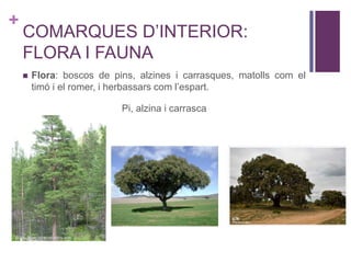 +
COMARQUES D’INTERIOR:
FLORA I FAUNA
 Flora: boscos de pins, alzines i carrasques, matolls com el
timó i el romer, i herbassars com l’espart.
Pi, alzina i carrasca
 