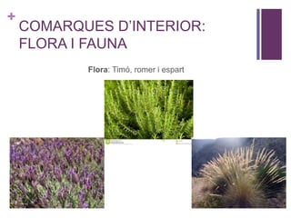 +
COMARQUES D’INTERIOR:
FLORA I FAUNA
Flora: Timó, romer i espart
 