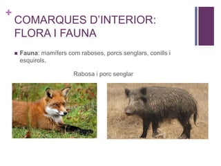 +
COMARQUES D’INTERIOR:
FLORA I FAUNA
 Fauna: mamífers com raboses, porcs senglars, conills i
esquirols.
Rabosa i porc senglar
 