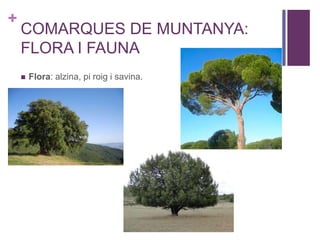 +
COMARQUES DE MUNTANYA:
FLORA I FAUNA
 Flora: alzina, pi roig i savina.
 
