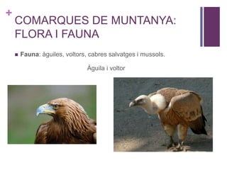 +
COMARQUES DE MUNTANYA:
FLORA I FAUNA
 Fauna: àguiles, voltors, cabres salvatges i mussols.
Àguila i voltor
 