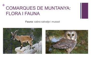 +
COMARQUES DE MUNTANYA:
FLORA I FAUNA
Fauna: cabra salvatje i mussol
 