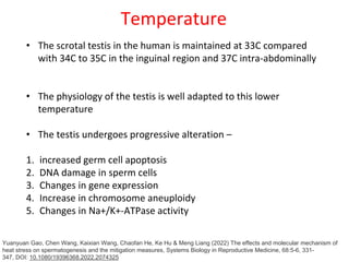 Temperature
• The scrotal testis in the human is maintained at 33C compared
with 34C to 35C in the inguinal region and 37C intra-abdominally
• The physiology of the testis is well adapted to this lower
temperature
• The testis undergoes progressive alteration –
1. increased germ cell apoptosis
2. DNA damage in sperm cells
3. Changes in gene expression
4. Increase in chromosome aneuploidy
5. Changes in Na+/K+-ATPase activity
Yuanyuan Gao, Chen Wang, Kaixian Wang, Chaofan He, Ke Hu & Meng Liang (2022) The effects and molecular mechanism of
heat stress on spermatogenesis and the mitigation measures, Systems Biology in Reproductive Medicine, 68:5-6, 331-
347, DOI: 10.1080/19396368.2022.2074325
 