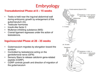 Transabdominal Phase at 8 – 15 weeks
• Testis is held near the inguinal abdominal wall
during embryonic growth by enlargement of the
gubernaculum (G).
• Testicular hormones
• Insulin-like factor 3
• Mullerian-inhibiting substance (MIS)
• Cranial ligament regresses under the action of
testosterone.
Inguinoscrotal Phase at 28 - 35 weeks
• Gubernaculum migrates by elongation toward the
scrotum.
• Controlled by testosterone acting on the
genitofemoral nerve (GFN)
• Sensory fibers to release calcitonin gene-related
peptide (CGRP).
• CGRP controls growth and direction of migration of
the gubernaculum
Embryology
 