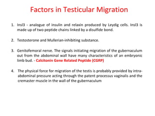 1. Insl3 - analogue of insulin and relaxin produced by Leydig cells. Insl3 is
made up of two peptide chains linked by a disulfide bond.
2. Testosterone and Mullerian-inhibiting substance.
3. Genitofemoral nerve. The signals initiating migration of the gubernaculum
out from the abdominal wall have many characteristics of an embryonic
limb bud. - Calcitonin Gene Related Peptide (CGRP)
4. The physical force for migration of the testis is probably provided by intra-
abdominal pressure acting through the patent processus vaginalis and the
cremaster muscle in the wall of the gubernaculum
Factors in Testicular Migration
 