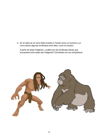 2. En el video se ve como Kala muestra a Tarzán como un humano y un
mono tienen algunas similitudes entre ellos, como el corazón.
A partir de estas imágenes, ¿cuáles son las similitudes físicas que
encuentras entre estas dos imágenes? Coméntalo con tus compañeros

12

 