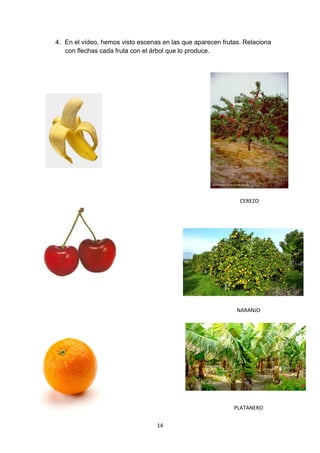 4. En el vídeo, hemos visto escenas en las que aparecen frutas. Relaciona
con flechas cada fruta con el árbol que lo produce.

CEREZO

NARANJO

PLATANERO
14

 